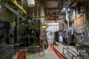 Kill room - V restraint and sticking table for sheep, goats and pigs to the left; knockbox for cows and larger pigs to the right. - Captured at Carey Bros Abattoir, Yangan QLD Australia.
