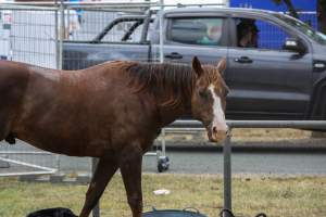 Horse inside Queanbeyan Rodeo - Photos taken at a protest organised by Animal Liberation ACT and Animal Defenders Office outside of Queanbeyan Rodeo, where animals such as horse and cattle have been seen and recorded being chased, mistreated, and tormented. - Captured at NSW.