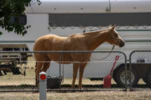 Horse inside Queanbeyan Rodeo - Photos taken at a protest organised by Animal Liberation ACT and Animal Defenders Office outside of Queanbeyan Rodeo, where animals such as horse and cattle have been seen and recorded being chased, mistreated, and tormented. - Captured at NSW.