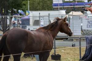 Horse inside Queanbeyan Rodeo - Photos taken at a protest organised by Animal Liberation ACT and Animal Defenders Office outside of Queanbeyan Rodeo, where animals such as horse and cattle have been seen and recorded being chased, mistreated, and tormented. - Captured at NSW.