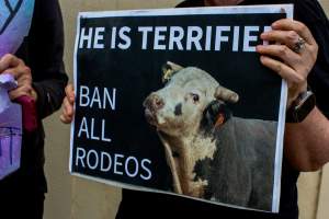 Protest outside of Queanbeyan Rodeo - Photos taken at a protest organised by Animal Liberation ACT and Animal Defenders Office outside of Queanbeyan Rodeo, where animals such as horse and cattle have been seen and recorded being chased, mistreated, and tormented. - Captured at NSW.