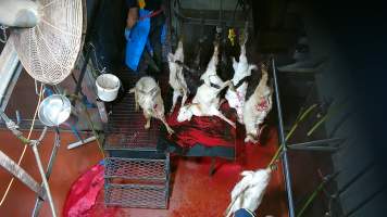 Conscious goat sitting up as others are killed and shackled - Screenshot from hidden camera footage - Captured at Brisbane Valley Meats, Esk QLD Australia.