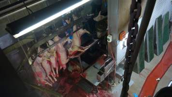 Pig hoisted to shackle line - Another watches from the V restraint. Screenshot from hidden camera footage. - Captured at Carey Bros Abattoir, Yangan QLD Australia.