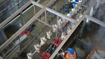 Broiler chickens on shackle line - Chickens and ducks are hung upside down on a shackle line. They often struggle and resist. - Captured at Tinder Creek Duck Abattoir, Tennyson NSW Australia.