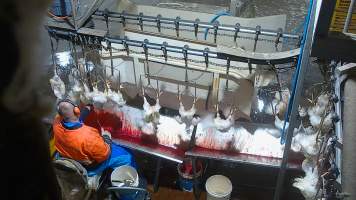 Broiler 'sticking' - Chickens and ducks are sent through an electrified 'stun bath' and then have their throats slit. Ineffective stunning means that birds often remain conscious as they bleed out. - Captured at Tinder Creek Duck Abattoir, Tennyson NSW Australia.