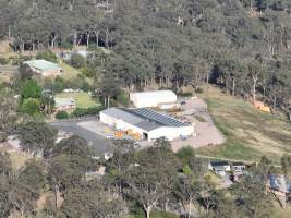 Captured at Tinder Creek Duck Abattoir, Tennyson NSW Australia.