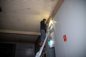 Investigator looks for places to install hidden cameras - Captured at Tinder Creek Duck Abattoir, Tennyson NSW Australia.