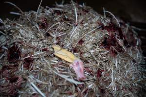 Detached foot on kill floor - Captured at Tinder Creek Duck Abattoir, Tennyson NSW Australia.