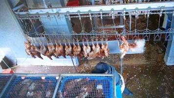 Layer hen trying to escape shackle line - Chickens would desperately try to escape the shackle line which would take them into the kill room. - Captured at E.T Chicken Processing, Llandilo NSW Australia.