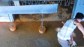 Catching escaped chickens with wire noose. - Hens would often escape from the crates, before being recaptured by workers. - Captured at E.T Chicken Processing, Llandilo NSW Australia.