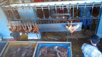 Decapitated chicken on shackle line - Workers would roughly handle chickens when shackling them. - Captured at E.T Chicken Processing, Llandilo NSW Australia.