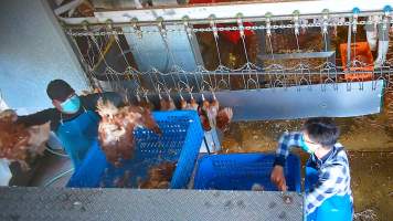 Workers removing dead hens from crates - Chickens would often arrive already dead. - Captured at E.T Chicken Processing, Llandilo NSW Australia.