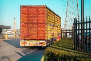 Melbourne Chicken Save Vigil - April 2025 - Memorial vigil in loving memory of Liz Dealey founder of Melbourne Chicken Save and Melbourne Chicken Rescue. - Captured at La Ionica Poultry, Thomastown VIC Australia.