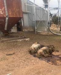 Dead pigs beside sheds - Anonymously provided as part of a tip-off - Captured at Andgar Piggery, Dublin SA Australia.