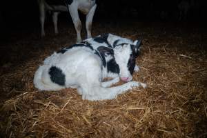 A calf sleeps on the floor of a maternity shed - Like most dairy farms, dairy factory farms use artificial insemination. When they are close to giving birth, cows are moved to a separate, maternity shed which has straw covering the concrete floor. Here they give birth and are briefly allowed to nurse their calf. Within 24 hours of birth, calves are removed from their mothers and moved to a separate pen. Female calves will be raised as replacement milkers, while male calves and any surplus females will be sent to slaughter at just five days old. - Captured at Vinnicombe dairy farm, Calivil VIC Australia.