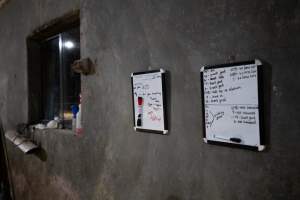 Whiteboards showing bobby calf details and slaughterhouse information - Within 24 hours of birth, calves are removed from their mothers and moved to a separate pen. Female calves will be raised as replacement milkers, while male calves and any surplus females will be sent to slaughter at just five days old. Bobby calves from this farm are sent to be killed at Midfield Meats in Warrnambool, Vic. - Captured at Vinnicombe dairy farm, Calivil VIC Australia.