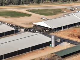 Drone flyover of Moxey Dairy - Moxey Farms is the first and largest property operated by Australian Fresh Milk Holdings (AFMH). It is also the largest single-site dairy in the country, housing and milking thousands of cows across nine freestall barns and three milking parlours, plus a maternity shed, feed centre and hospital. AFMH is the country's biggest dairy farming operator.
At any given time, Moxey Dairy houses 11,000 cows and is milking 5,500 of those cows each day, producing 40 litres of milk per cow per day. Annually, the farm produces 80 million litres of milk, or 220,000 litres per day.
- Captured at Moxey Dairy, Paytens Bridge NSW Australia.
