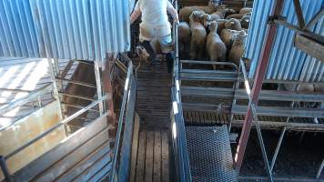 Pig being kicked in the face by worker - Captured at Edenhope Abattoir, Edenhope VIC Australia.