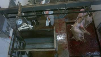 Pigs kicking as they hang on shackleline - Captured at Edenhope Abattoir, Edenhope VIC Australia.