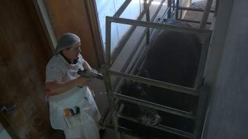 Cow in knockbox being shot with bolt gun - Captured at Edenhope Abattoir, Edenhope VIC Australia.