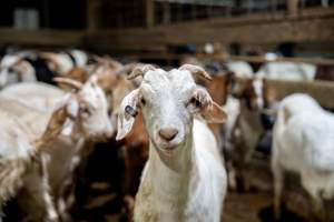 Goats in holding pens - Photo of goats in the holding pens at Cowra Meat Processors - Captured at Cowra Meat Processors, Cowra NSW Australia.