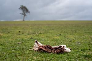 Dead lamb in a paddock in Tasmania - Found on a cold morning having succumbed to exposure, a victim of 'winter lambing'. - Captured at TAS.