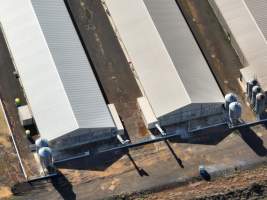 Captured at Bridgewater Poultry (Egg) Farm, Bridgewater VIC Australia.