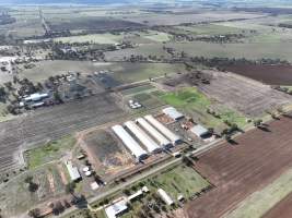 Captured at Bridgewater Poultry (Egg) Farm, Bridgewater VIC Australia.