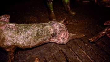Dublin Piggery 2025 - In June 2025, investigators, acting on information from a member of the public, captured footage inside Andgar piggery in Dublin, South Australia.
The footage shows pigs living alongside the decomposing bodies of hundreds of dead pigs, with some becoming stuck in a giant pile of corpses.
Other footage from the same piggery shows pigs in 'eco sheds' on the property, which are sheds with two or three walls, with at least one side open to the elements. The pigs in these sheds are seen wading through mud and waste, which is often so deep that they are forced to swim. Some pigs had drowned in these sheds, likely after becoming stuck.
Pigs were filmed with massive, necrotic wounds where infection had eaten through skin down to the bone. One pig had a hole in their back that was roughly 10cm in diameter and packed with straw, mud and faeces. Piglets were also found living amongst the dead and rotting bodies of their littermates.
These visits took place over a month after this farm had been reported to the RSPCA by a member of the public, who was so horrified by the conditions that they knew they had to act.
- Captured at Andgar Piggery, Dublin SA Australia.