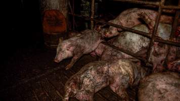 Dublin Piggery 2025 - In June 2025, investigators, acting on information from a member of the public, captured footage inside Andgar piggery in Dublin, South Australia.
The footage shows pigs living alongside the decomposing bodies of hundreds of dead pigs, with some becoming stuck in a giant pile of corpses.
Other footage from the same piggery shows pigs in 'eco sheds' on the property, which are sheds with two or three walls, with at least one side open to the elements. The pigs in these sheds are seen wading through mud and waste, which is often so deep that they are forced to swim. Some pigs had drowned in these sheds, likely after becoming stuck.
Pigs were filmed with massive, necrotic wounds where infection had eaten through skin down to the bone. One pig had a hole in their back that was roughly 10cm in diameter and packed with straw, mud and faeces. Piglets were also found living amongst the dead and rotting bodies of their littermates.
These visits took place over a month after this farm had been reported to the RSPCA by a member of the public, who was so horrified by the conditions that they knew they had to act.
- Captured at Andgar Piggery, Dublin SA Australia.