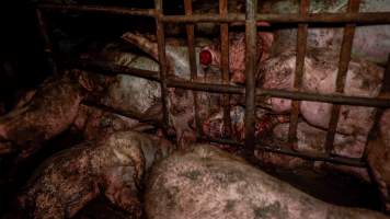 Dublin Piggery 2025 - In June 2025, investigators, acting on information from a member of the public, captured footage inside Andgar piggery in Dublin, South Australia.
The footage shows pigs living alongside the decomposing bodies of hundreds of dead pigs, with some becoming stuck in a giant pile of corpses.
Other footage from the same piggery shows pigs in 'eco sheds' on the property, which are sheds with two or three walls, with at least one side open to the elements. The pigs in these sheds are seen wading through mud and waste, which is often so deep that they are forced to swim. Some pigs had drowned in these sheds, likely after becoming stuck.
Pigs were filmed with massive, necrotic wounds where infection had eaten through skin down to the bone. One pig had a hole in their back that was roughly 10cm in diameter and packed with straw, mud and faeces. Piglets were also found living amongst the dead and rotting bodies of their littermates.
These visits took place over a month after this farm had been reported to the RSPCA by a member of the public, who was so horrified by the conditions that they knew they had to act.
- Captured at Andgar Piggery, Dublin SA Australia.