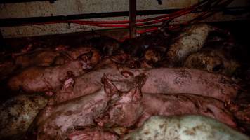 Dublin Piggery 2025 - In June 2025, investigators, acting on information from a member of the public, captured footage inside Andgar piggery in Dublin, South Australia.
The footage shows pigs living alongside the decomposing bodies of hundreds of dead pigs, with some becoming stuck in a giant pile of corpses.
Other footage from the same piggery shows pigs in 'eco sheds' on the property, which are sheds with two or three walls, with at least one side open to the elements. The pigs in these sheds are seen wading through mud and waste, which is often so deep that they are forced to swim. Some pigs had drowned in these sheds, likely after becoming stuck.
Pigs were filmed with massive, necrotic wounds where infection had eaten through skin down to the bone. One pig had a hole in their back that was roughly 10cm in diameter and packed with straw, mud and faeces. Piglets were also found living amongst the dead and rotting bodies of their littermates.
These visits took place over a month after this farm had been reported to the RSPCA by a member of the public, who was so horrified by the conditions that they knew they had to act.
- Captured at Andgar Piggery, Dublin SA Australia.
