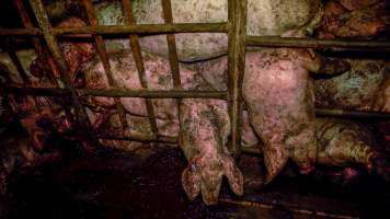 Dublin Piggery 2025 - In June 2025, investigators, acting on information from a member of the public, captured footage inside Andgar piggery in Dublin, South Australia.
The footage shows pigs living alongside the decomposing bodies of hundreds of dead pigs, with some becoming stuck in a giant pile of corpses.
Other footage from the same piggery shows pigs in 'eco sheds' on the property, which are sheds with two or three walls, with at least one side open to the elements. The pigs in these sheds are seen wading through mud and waste, which is often so deep that they are forced to swim. Some pigs had drowned in these sheds, likely after becoming stuck.
Pigs were filmed with massive, necrotic wounds where infection had eaten through skin down to the bone. One pig had a hole in their back that was roughly 10cm in diameter and packed with straw, mud and faeces. Piglets were also found living amongst the dead and rotting bodies of their littermates.
These visits took place over a month after this farm had been reported to the RSPCA by a member of the public, who was so horrified by the conditions that they knew they had to act.
- Captured at Andgar Piggery, Dublin SA Australia.