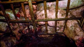 Dublin Piggery 2025 - In June 2025, investigators, acting on information from a member of the public, captured footage inside Andgar piggery in Dublin, South Australia.
The footage shows pigs living alongside the decomposing bodies of hundreds of dead pigs, with some becoming stuck in a giant pile of corpses.
Other footage from the same piggery shows pigs in 'eco sheds' on the property, which are sheds with two or three walls, with at least one side open to the elements. The pigs in these sheds are seen wading through mud and waste, which is often so deep that they are forced to swim. Some pigs had drowned in these sheds, likely after becoming stuck.
Pigs were filmed with massive, necrotic wounds where infection had eaten through skin down to the bone. One pig had a hole in their back that was roughly 10cm in diameter and packed with straw, mud and faeces. Piglets were also found living amongst the dead and rotting bodies of their littermates.
These visits took place over a month after this farm had been reported to the RSPCA by a member of the public, who was so horrified by the conditions that they knew they had to act.
- Captured at Andgar Piggery, Dublin SA Australia.