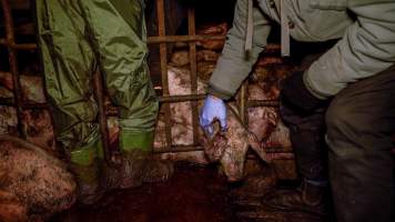 Dublin Piggery 2025 - In June 2025, investigators, acting on information from a member of the public, captured footage inside Andgar piggery in Dublin, South Australia.
The footage shows pigs living alongside the decomposing bodies of hundreds of dead pigs, with some becoming stuck in a giant pile of corpses.
Other footage from the same piggery shows pigs in 'eco sheds' on the property, which are sheds with two or three walls, with at least one side open to the elements. The pigs in these sheds are seen wading through mud and waste, which is often so deep that they are forced to swim. Some pigs had drowned in these sheds, likely after becoming stuck.
Pigs were filmed with massive, necrotic wounds where infection had eaten through skin down to the bone. One pig had a hole in their back that was roughly 10cm in diameter and packed with straw, mud and faeces. Piglets were also found living amongst the dead and rotting bodies of their littermates.
These visits took place over a month after this farm had been reported to the RSPCA by a member of the public, who was so horrified by the conditions that they knew they had to act.
- Captured at Andgar Piggery, Dublin SA Australia.
