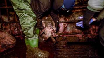 Dublin Piggery 2025 - In June 2025, investigators, acting on information from a member of the public, captured footage inside Andgar piggery in Dublin, South Australia.
The footage shows pigs living alongside the decomposing bodies of hundreds of dead pigs, with some becoming stuck in a giant pile of corpses.
Other footage from the same piggery shows pigs in 'eco sheds' on the property, which are sheds with two or three walls, with at least one side open to the elements. The pigs in these sheds are seen wading through mud and waste, which is often so deep that they are forced to swim. Some pigs had drowned in these sheds, likely after becoming stuck.
Pigs were filmed with massive, necrotic wounds where infection had eaten through skin down to the bone. One pig had a hole in their back that was roughly 10cm in diameter and packed with straw, mud and faeces. Piglets were also found living amongst the dead and rotting bodies of their littermates.
These visits took place over a month after this farm had been reported to the RSPCA by a member of the public, who was so horrified by the conditions that they knew they had to act.
- Captured at Andgar Piggery, Dublin SA Australia.
