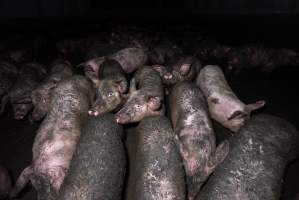 Dublin Piggery 2025 - In June 2025, investigators, acting on information from a member of the public, captured footage inside Andgar piggery in Dublin, South Australia.
The footage shows pigs living alongside the decomposing bodies of hundreds of dead pigs, with some becoming stuck in a giant pile of corpses.
Other footage from the same piggery shows pigs in 'eco sheds' on the property, which are sheds with two or three walls, with at least one side open to the elements. The pigs in these sheds are seen wading through mud and waste, which is often so deep that they are forced to swim. Some pigs had drowned in these sheds, likely after becoming stuck.
Pigs were filmed with massive, necrotic wounds where infection had eaten through skin down to the bone. One pig had a hole in their back that was roughly 10cm in diameter and packed with straw, mud and faeces. Piglets were also found living amongst the dead and rotting bodies of their littermates.
These visits took place over a month after this farm had been reported to the RSPCA by a member of the public, who was so horrified by the conditions that they knew they had to act.
- Captured at Andgar Piggery, Dublin SA Australia.