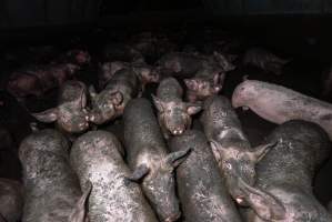 Dublin Piggery 2025 - In June 2025, investigators, acting on information from a member of the public, captured footage inside Andgar piggery in Dublin, South Australia.
The footage shows pigs living alongside the decomposing bodies of hundreds of dead pigs, with some becoming stuck in a giant pile of corpses.
Other footage from the same piggery shows pigs in 'eco sheds' on the property, which are sheds with two or three walls, with at least one side open to the elements. The pigs in these sheds are seen wading through mud and waste, which is often so deep that they are forced to swim. Some pigs had drowned in these sheds, likely after becoming stuck.
Pigs were filmed with massive, necrotic wounds where infection had eaten through skin down to the bone. One pig had a hole in their back that was roughly 10cm in diameter and packed with straw, mud and faeces. Piglets were also found living amongst the dead and rotting bodies of their littermates.
These visits took place over a month after this farm had been reported to the RSPCA by a member of the public, who was so horrified by the conditions that they knew they had to act.
- Captured at Andgar Piggery, Dublin SA Australia.