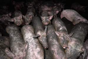 Dublin Piggery 2025 - In June 2025, investigators, acting on information from a member of the public, captured footage inside Andgar piggery in Dublin, South Australia.
The footage shows pigs living alongside the decomposing bodies of hundreds of dead pigs, with some becoming stuck in a giant pile of corpses.
Other footage from the same piggery shows pigs in 'eco sheds' on the property, which are sheds with two or three walls, with at least one side open to the elements. The pigs in these sheds are seen wading through mud and waste, which is often so deep that they are forced to swim. Some pigs had drowned in these sheds, likely after becoming stuck.
Pigs were filmed with massive, necrotic wounds where infection had eaten through skin down to the bone. One pig had a hole in their back that was roughly 10cm in diameter and packed with straw, mud and faeces. Piglets were also found living amongst the dead and rotting bodies of their littermates.
These visits took place over a month after this farm had been reported to the RSPCA by a member of the public, who was so horrified by the conditions that they knew they had to act.
- Captured at Andgar Piggery, Dublin SA Australia.