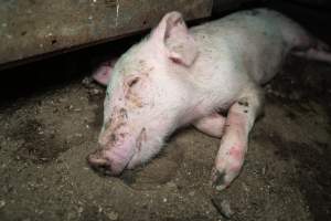 Dublin Piggery 2025 - In June 2025, investigators, acting on information from a member of the public, captured footage inside Andgar piggery in Dublin, South Australia.
The footage shows pigs living alongside the decomposing bodies of hundreds of dead pigs, with some becoming stuck in a giant pile of corpses.
Other footage from the same piggery shows pigs in 'eco sheds' on the property, which are sheds with two or three walls, with at least one side open to the elements. The pigs in these sheds are seen wading through mud and waste, which is often so deep that they are forced to swim. Some pigs had drowned in these sheds, likely after becoming stuck.
Pigs were filmed with massive, necrotic wounds where infection had eaten through skin down to the bone. One pig had a hole in their back that was roughly 10cm in diameter and packed with straw, mud and faeces. Piglets were also found living amongst the dead and rotting bodies of their littermates.
These visits took place over a month after this farm had been reported to the RSPCA by a member of the public, who was so horrified by the conditions that they knew they had to act.
- Captured at Andgar Piggery, Dublin SA Australia.