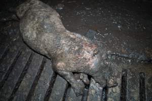 Dublin Piggery 2025 - In June 2025, investigators, acting on information from a member of the public, captured footage inside Andgar piggery in Dublin, South Australia.
The footage shows pigs living alongside the decomposing bodies of hundreds of dead pigs, with some becoming stuck in a giant pile of corpses.
Other footage from the same piggery shows pigs in 'eco sheds' on the property, which are sheds with two or three walls, with at least one side open to the elements. The pigs in these sheds are seen wading through mud and waste, which is often so deep that they are forced to swim. Some pigs had drowned in these sheds, likely after becoming stuck.
Pigs were filmed with massive, necrotic wounds where infection had eaten through skin down to the bone. One pig had a hole in their back that was roughly 10cm in diameter and packed with straw, mud and faeces. Piglets were also found living amongst the dead and rotting bodies of their littermates.
These visits took place over a month after this farm had been reported to the RSPCA by a member of the public, who was so horrified by the conditions that they knew they had to act.
- Captured at Andgar Piggery, Dublin SA Australia.