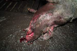 Dublin Piggery 2025 - In June 2025, investigators, acting on information from a member of the public, captured footage inside Andgar piggery in Dublin, South Australia.
The footage shows pigs living alongside the decomposing bodies of hundreds of dead pigs, with some becoming stuck in a giant pile of corpses.
Other footage from the same piggery shows pigs in 'eco sheds' on the property, which are sheds with two or three walls, with at least one side open to the elements. The pigs in these sheds are seen wading through mud and waste, which is often so deep that they are forced to swim. Some pigs had drowned in these sheds, likely after becoming stuck.
Pigs were filmed with massive, necrotic wounds where infection had eaten through skin down to the bone. One pig had a hole in their back that was roughly 10cm in diameter and packed with straw, mud and faeces. Piglets were also found living amongst the dead and rotting bodies of their littermates.
These visits took place over a month after this farm had been reported to the RSPCA by a member of the public, who was so horrified by the conditions that they knew they had to act.
- Captured at Andgar Piggery, Dublin SA Australia.