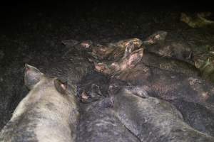 Dublin Piggery 2025 - In June 2025, investigators, acting on information from a member of the public, captured footage inside Andgar piggery in Dublin, South Australia.
The footage shows pigs living alongside the decomposing bodies of hundreds of dead pigs, with some becoming stuck in a giant pile of corpses.
Other footage from the same piggery shows pigs in 'eco sheds' on the property, which are sheds with two or three walls, with at least one side open to the elements. The pigs in these sheds are seen wading through mud and waste, which is often so deep that they are forced to swim. Some pigs had drowned in these sheds, likely after becoming stuck.
Pigs were filmed with massive, necrotic wounds where infection had eaten through skin down to the bone. One pig had a hole in their back that was roughly 10cm in diameter and packed with straw, mud and faeces. Piglets were also found living amongst the dead and rotting bodies of their littermates.
These visits took place over a month after this farm had been reported to the RSPCA by a member of the public, who was so horrified by the conditions that they knew they had to act.
- Captured at Andgar Piggery, Dublin SA Australia.