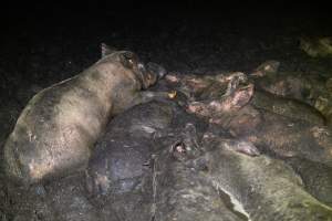 Dublin Piggery 2025 - In June 2025, investigators, acting on information from a member of the public, captured footage inside Andgar piggery in Dublin, South Australia.
The footage shows pigs living alongside the decomposing bodies of hundreds of dead pigs, with some becoming stuck in a giant pile of corpses.
Other footage from the same piggery shows pigs in 'eco sheds' on the property, which are sheds with two or three walls, with at least one side open to the elements. The pigs in these sheds are seen wading through mud and waste, which is often so deep that they are forced to swim. Some pigs had drowned in these sheds, likely after becoming stuck.
Pigs were filmed with massive, necrotic wounds where infection had eaten through skin down to the bone. One pig had a hole in their back that was roughly 10cm in diameter and packed with straw, mud and faeces. Piglets were also found living amongst the dead and rotting bodies of their littermates.
These visits took place over a month after this farm had been reported to the RSPCA by a member of the public, who was so horrified by the conditions that they knew they had to act.
- Captured at Andgar Piggery, Dublin SA Australia.