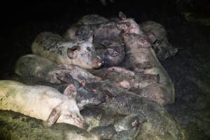Dublin Piggery 2025 - In June 2025, investigators, acting on information from a member of the public, captured footage inside Andgar piggery in Dublin, South Australia.
The footage shows pigs living alongside the decomposing bodies of hundreds of dead pigs, with some becoming stuck in a giant pile of corpses.
Other footage from the same piggery shows pigs in 'eco sheds' on the property, which are sheds with two or three walls, with at least one side open to the elements. The pigs in these sheds are seen wading through mud and waste, which is often so deep that they are forced to swim. Some pigs had drowned in these sheds, likely after becoming stuck.
Pigs were filmed with massive, necrotic wounds where infection had eaten through skin down to the bone. One pig had a hole in their back that was roughly 10cm in diameter and packed with straw, mud and faeces. Piglets were also found living amongst the dead and rotting bodies of their littermates.
These visits took place over a month after this farm had been reported to the RSPCA by a member of the public, who was so horrified by the conditions that they knew they had to act.
- Captured at Andgar Piggery, Dublin SA Australia.