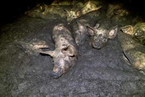 Dublin Piggery 2025 - In June 2025, investigators, acting on information from a member of the public, captured footage inside Andgar piggery in Dublin, South Australia.
The footage shows pigs living alongside the decomposing bodies of hundreds of dead pigs, with some becoming stuck in a giant pile of corpses.
Other footage from the same piggery shows pigs in 'eco sheds' on the property, which are sheds with two or three walls, with at least one side open to the elements. The pigs in these sheds are seen wading through mud and waste, which is often so deep that they are forced to swim. Some pigs had drowned in these sheds, likely after becoming stuck.
Pigs were filmed with massive, necrotic wounds where infection had eaten through skin down to the bone. One pig had a hole in their back that was roughly 10cm in diameter and packed with straw, mud and faeces. Piglets were also found living amongst the dead and rotting bodies of their littermates.
These visits took place over a month after this farm had been reported to the RSPCA by a member of the public, who was so horrified by the conditions that they knew they had to act.
- Captured at Andgar Piggery, Dublin SA Australia.