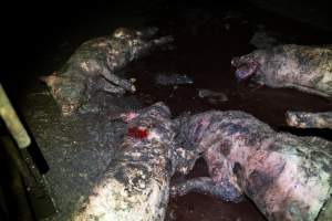 Dublin Piggery 2025 - In June 2025, investigators, acting on information from a member of the public, captured footage inside Andgar piggery in Dublin, South Australia.
The footage shows pigs living alongside the decomposing bodies of hundreds of dead pigs, with some becoming stuck in a giant pile of corpses.
Other footage from the same piggery shows pigs in 'eco sheds' on the property, which are sheds with two or three walls, with at least one side open to the elements. The pigs in these sheds are seen wading through mud and waste, which is often so deep that they are forced to swim. Some pigs had drowned in these sheds, likely after becoming stuck.
Pigs were filmed with massive, necrotic wounds where infection had eaten through skin down to the bone. One pig had a hole in their back that was roughly 10cm in diameter and packed with straw, mud and faeces. Piglets were also found living amongst the dead and rotting bodies of their littermates.
These visits took place over a month after this farm had been reported to the RSPCA by a member of the public, who was so horrified by the conditions that they knew they had to act.
- Captured at Andgar Piggery, Dublin SA Australia.