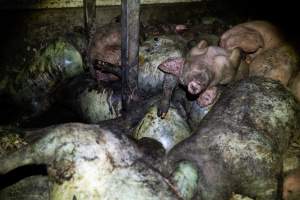 Dublin Piggery 2025 - In June 2025, investigators, acting on information from a member of the public, captured footage inside Andgar piggery in Dublin, South Australia.
The footage shows pigs living alongside the decomposing bodies of hundreds of dead pigs, with some becoming stuck in a giant pile of corpses.
Other footage from the same piggery shows pigs in 'eco sheds' on the property, which are sheds with two or three walls, with at least one side open to the elements. The pigs in these sheds are seen wading through mud and waste, which is often so deep that they are forced to swim. Some pigs had drowned in these sheds, likely after becoming stuck.
Pigs were filmed with massive, necrotic wounds where infection had eaten through skin down to the bone. One pig had a hole in their back that was roughly 10cm in diameter and packed with straw, mud and faeces. Piglets were also found living amongst the dead and rotting bodies of their littermates.
These visits took place over a month after this farm had been reported to the RSPCA by a member of the public, who was so horrified by the conditions that they knew they had to act.
- Captured at Andgar Piggery, Dublin SA Australia.