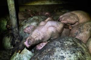 Dublin Piggery 2025 - In June 2025, investigators, acting on information from a member of the public, captured footage inside Andgar piggery in Dublin, South Australia.
The footage shows pigs living alongside the decomposing bodies of hundreds of dead pigs, with some becoming stuck in a giant pile of corpses.
Other footage from the same piggery shows pigs in 'eco sheds' on the property, which are sheds with two or three walls, with at least one side open to the elements. The pigs in these sheds are seen wading through mud and waste, which is often so deep that they are forced to swim. Some pigs had drowned in these sheds, likely after becoming stuck.
Pigs were filmed with massive, necrotic wounds where infection had eaten through skin down to the bone. One pig had a hole in their back that was roughly 10cm in diameter and packed with straw, mud and faeces. Piglets were also found living amongst the dead and rotting bodies of their littermates.
These visits took place over a month after this farm had been reported to the RSPCA by a member of the public, who was so horrified by the conditions that they knew they had to act.
- Captured at Andgar Piggery, Dublin SA Australia.