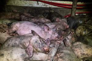 Dublin Piggery 2025 - In June 2025, investigators, acting on information from a member of the public, captured footage inside Andgar piggery in Dublin, South Australia.
The footage shows pigs living alongside the decomposing bodies of hundreds of dead pigs, with some becoming stuck in a giant pile of corpses.
Other footage from the same piggery shows pigs in 'eco sheds' on the property, which are sheds with two or three walls, with at least one side open to the elements. The pigs in these sheds are seen wading through mud and waste, which is often so deep that they are forced to swim. Some pigs had drowned in these sheds, likely after becoming stuck.
Pigs were filmed with massive, necrotic wounds where infection had eaten through skin down to the bone. One pig had a hole in their back that was roughly 10cm in diameter and packed with straw, mud and faeces. Piglets were also found living amongst the dead and rotting bodies of their littermates.
These visits took place over a month after this farm had been reported to the RSPCA by a member of the public, who was so horrified by the conditions that they knew they had to act.
- Captured at Andgar Piggery, Dublin SA Australia.